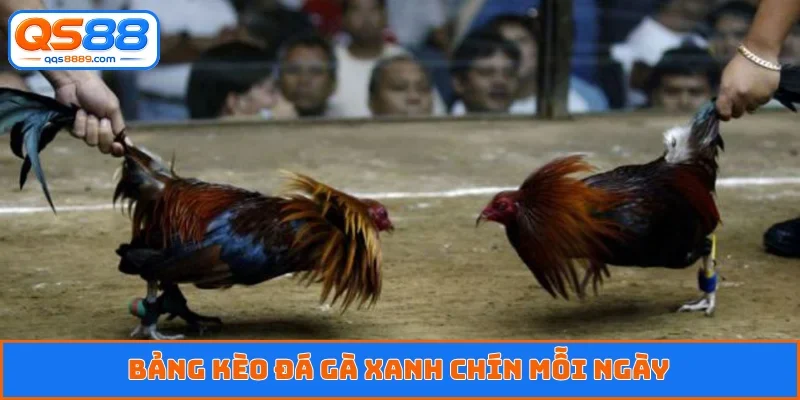 Đá Gà QS88 - Dõi Theo Trận Đấu Kịch Tính, Cá Độ Xanh Chín