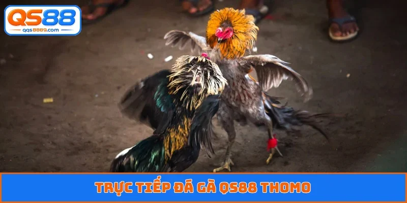 Đá Gà QS88 - Dõi Theo Trận Đấu Kịch Tính, Cá Độ Xanh Chín